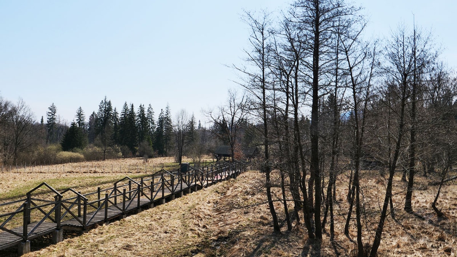 Photo safari cu zimbri in Tinutul Zimbrului