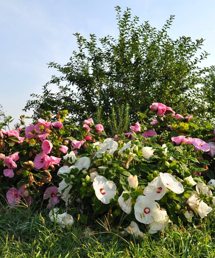 Gradina Botanica Bucov